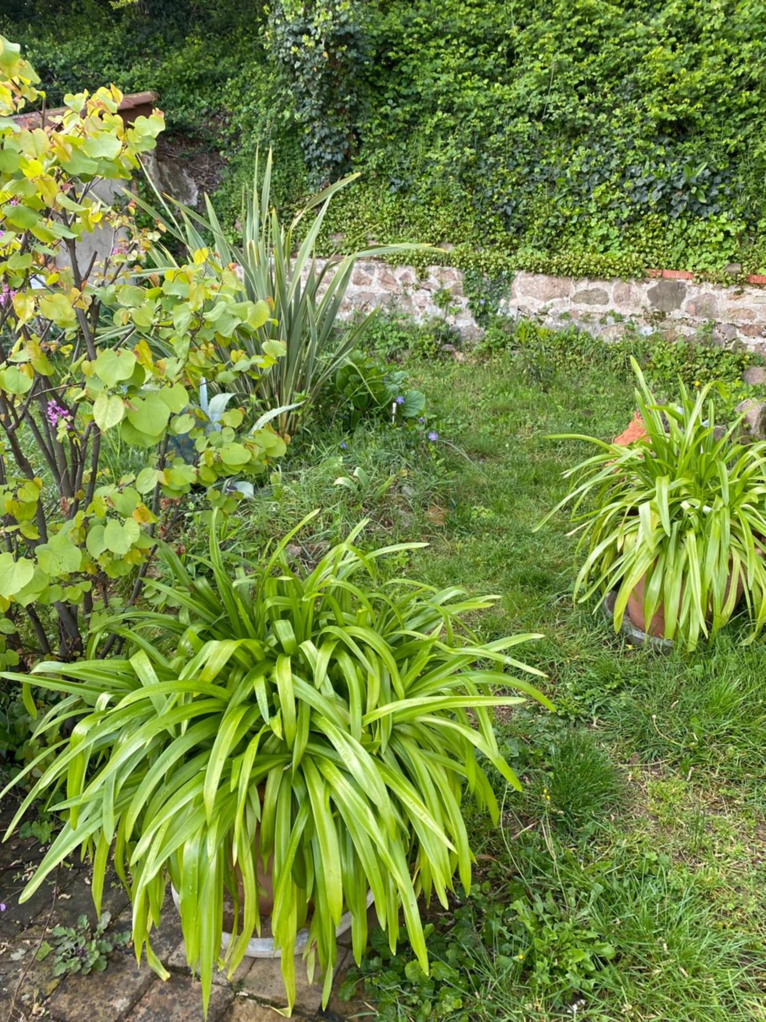 Vaux-en-Beaujolais Les Agapanthes Bed & Breakfast エクステリア 写真