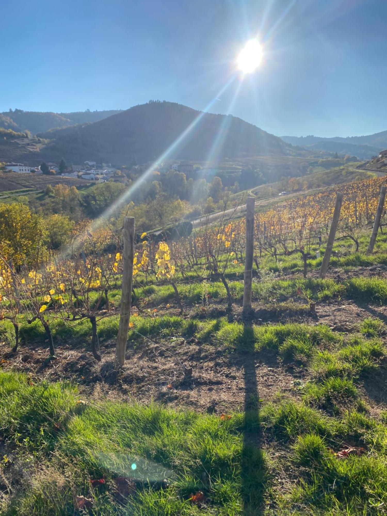 Vaux-en-Beaujolais Les Agapanthes Bed & Breakfast エクステリア 写真